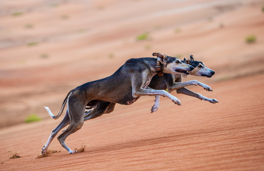 Falcon and Saluki show